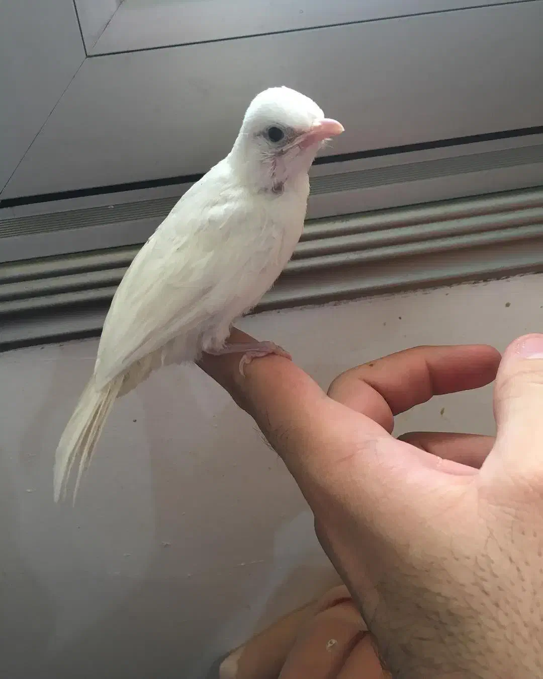 قناری سهره اهوازی نر و ماده|پرنده|قم, کلهری|دیوار