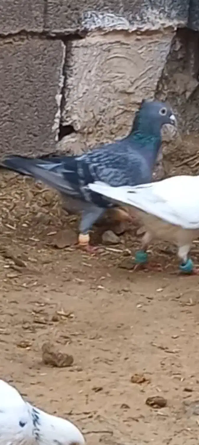 کفتر کاکلی|پرنده|تایباد, |دیوار