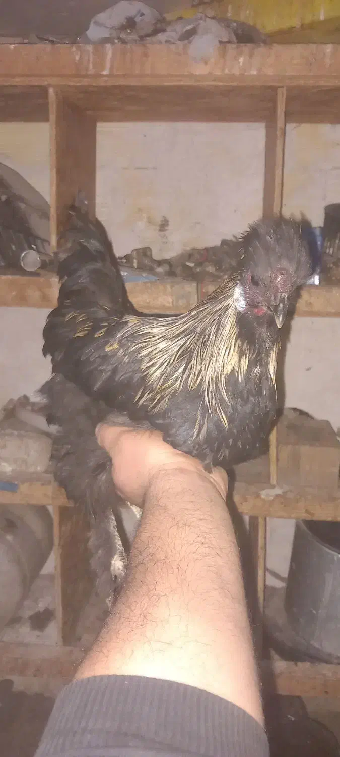 خروس نیمچه سیاه|حیوانات مزرعه|جلفا, |دیوار