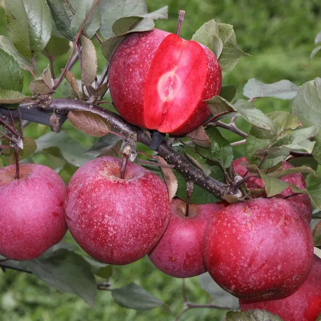 نهال میوه پیوندی|گل و گیاه طبیعی|اصفهان, ارداجی|دیوار