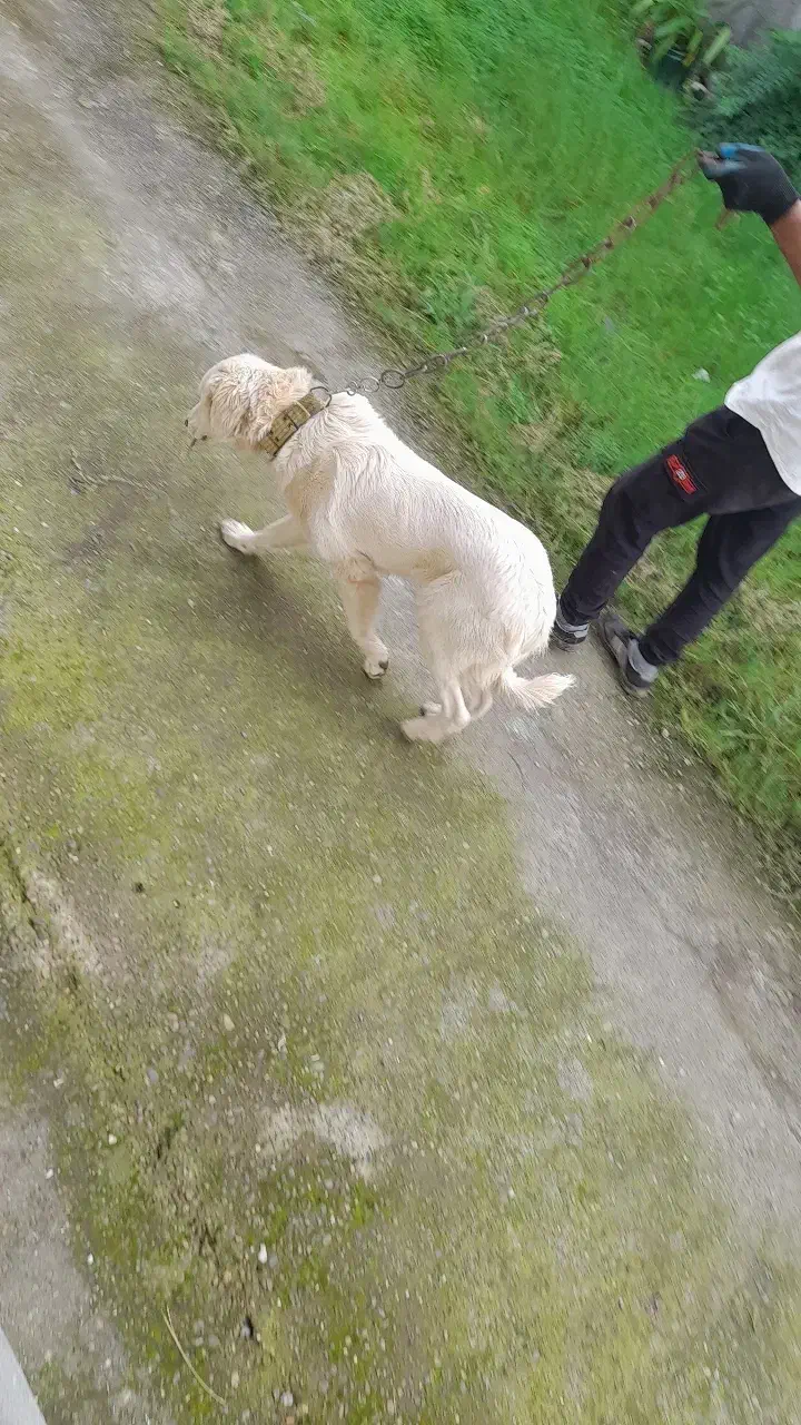 سگ سفید|سگ|خمام, |دیوار