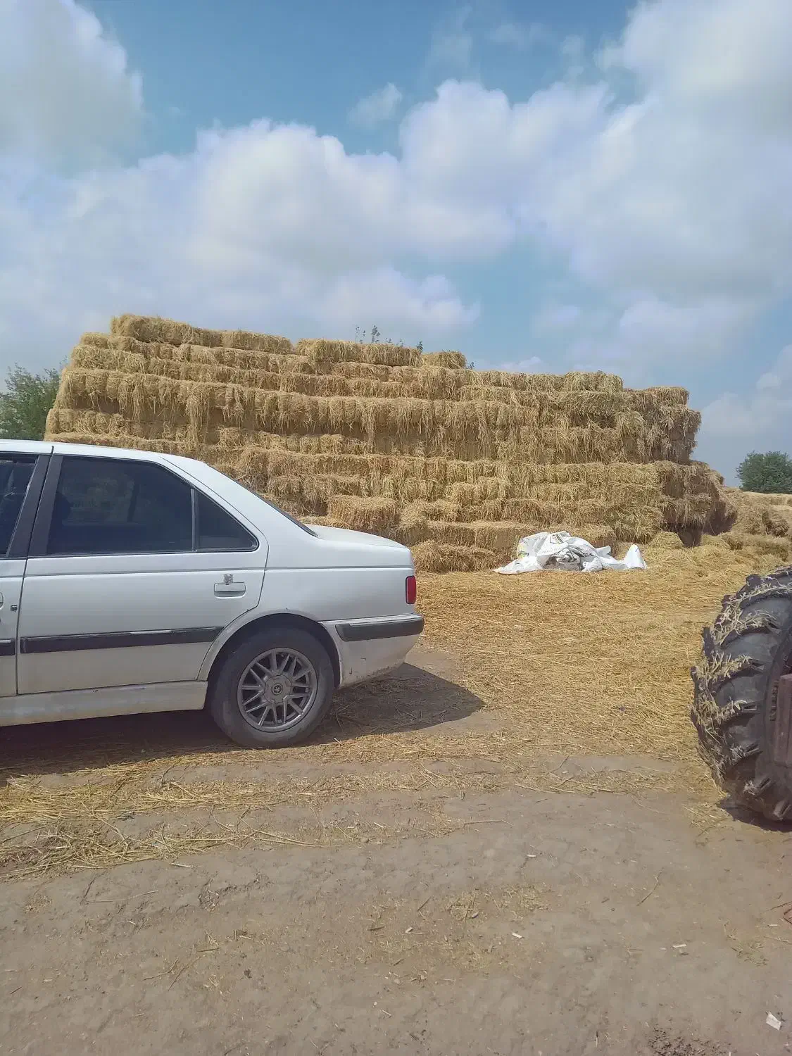 پرس شالی وزن بالا|خدمات باغبانی و درختکاری|ینقاق, |دیوار