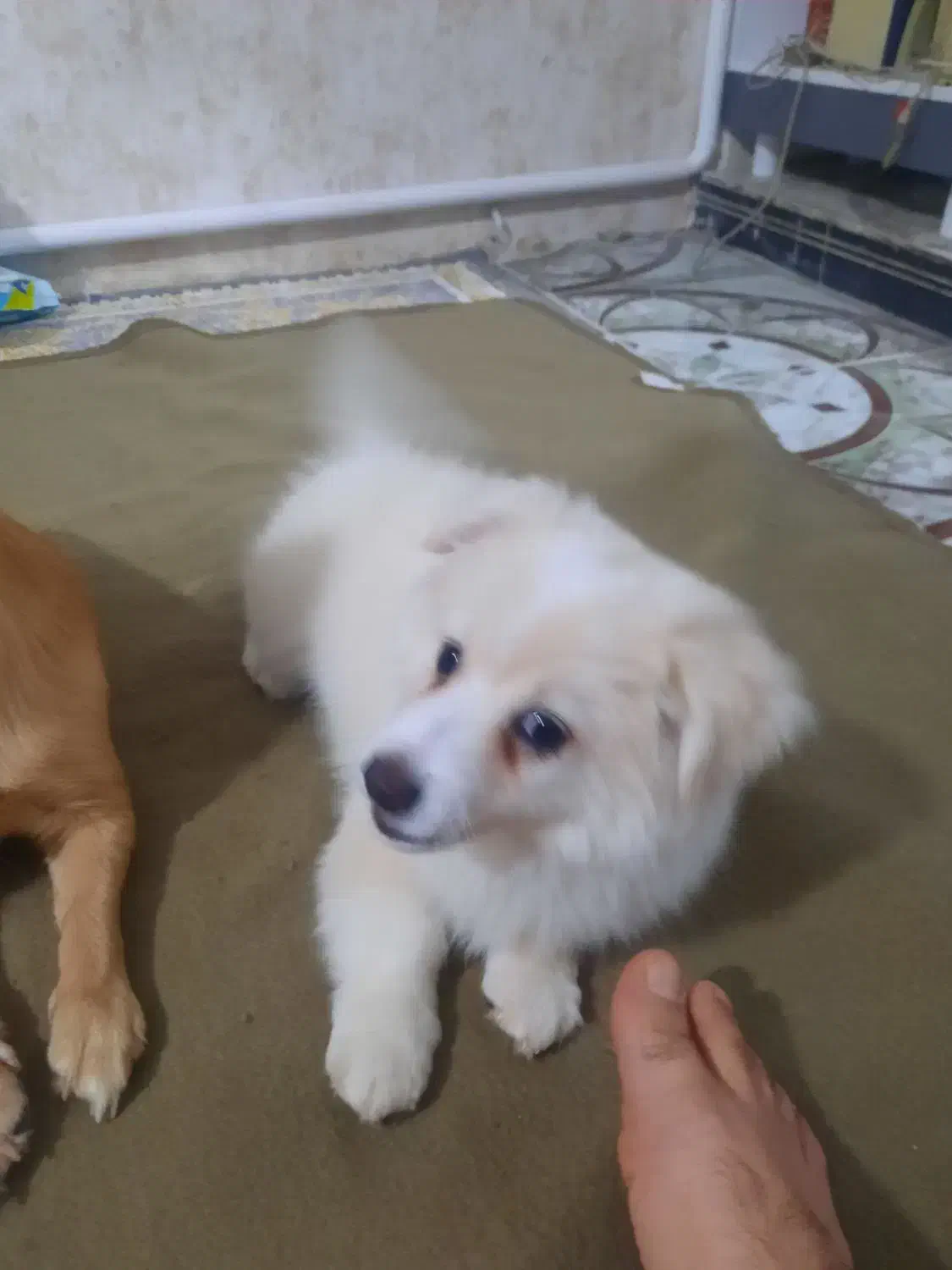 سگ پامر روباهی و توله روباهی خرسی|سگ|پاکدشت, پاکدشت (مامازند)|دیوار