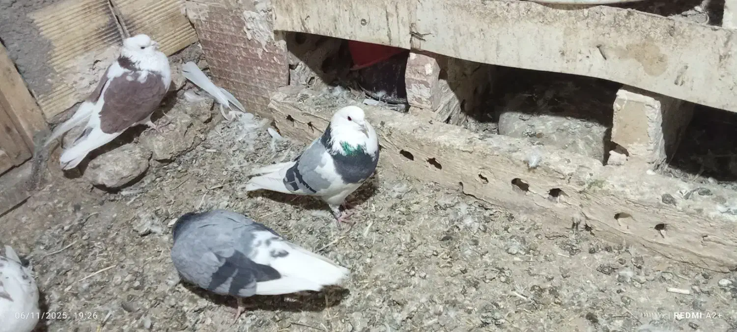 کبوتربلندپرواز|پرنده|هریس, |دیوار