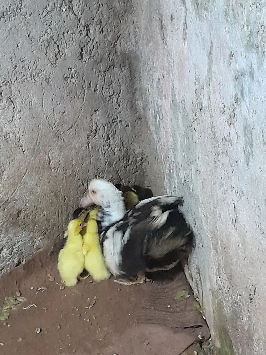 اردک مادربه همراه بچه ها|حیوانات مزرعه|ساری, |دیوار