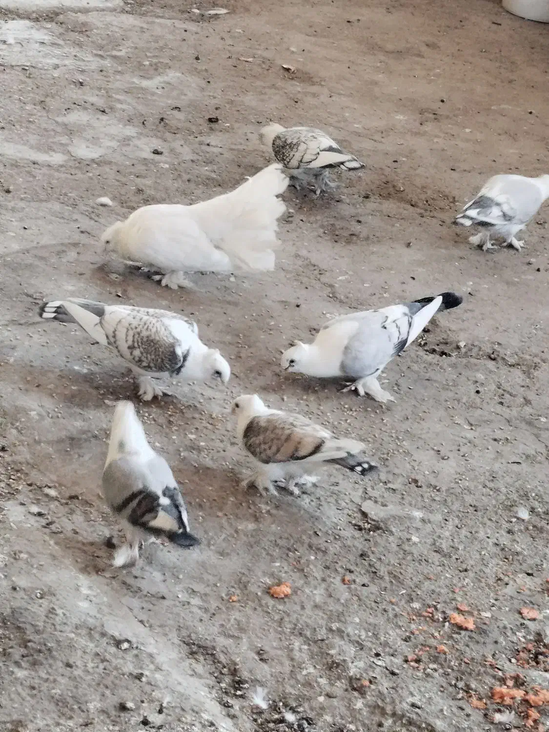 کبوتر فروشی|پرنده|سیرجان, |دیوار