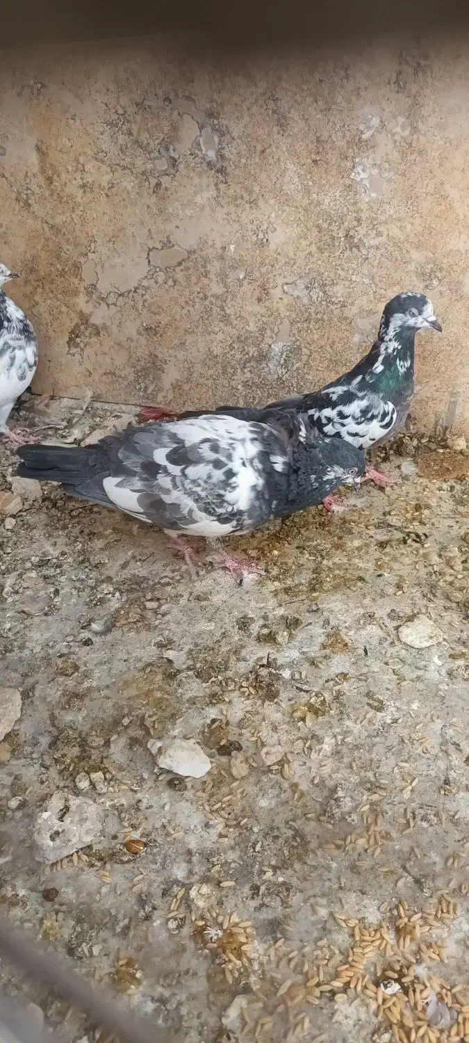 کفترهای پاکستانی|پرنده|تهران, جیحون|دیوار