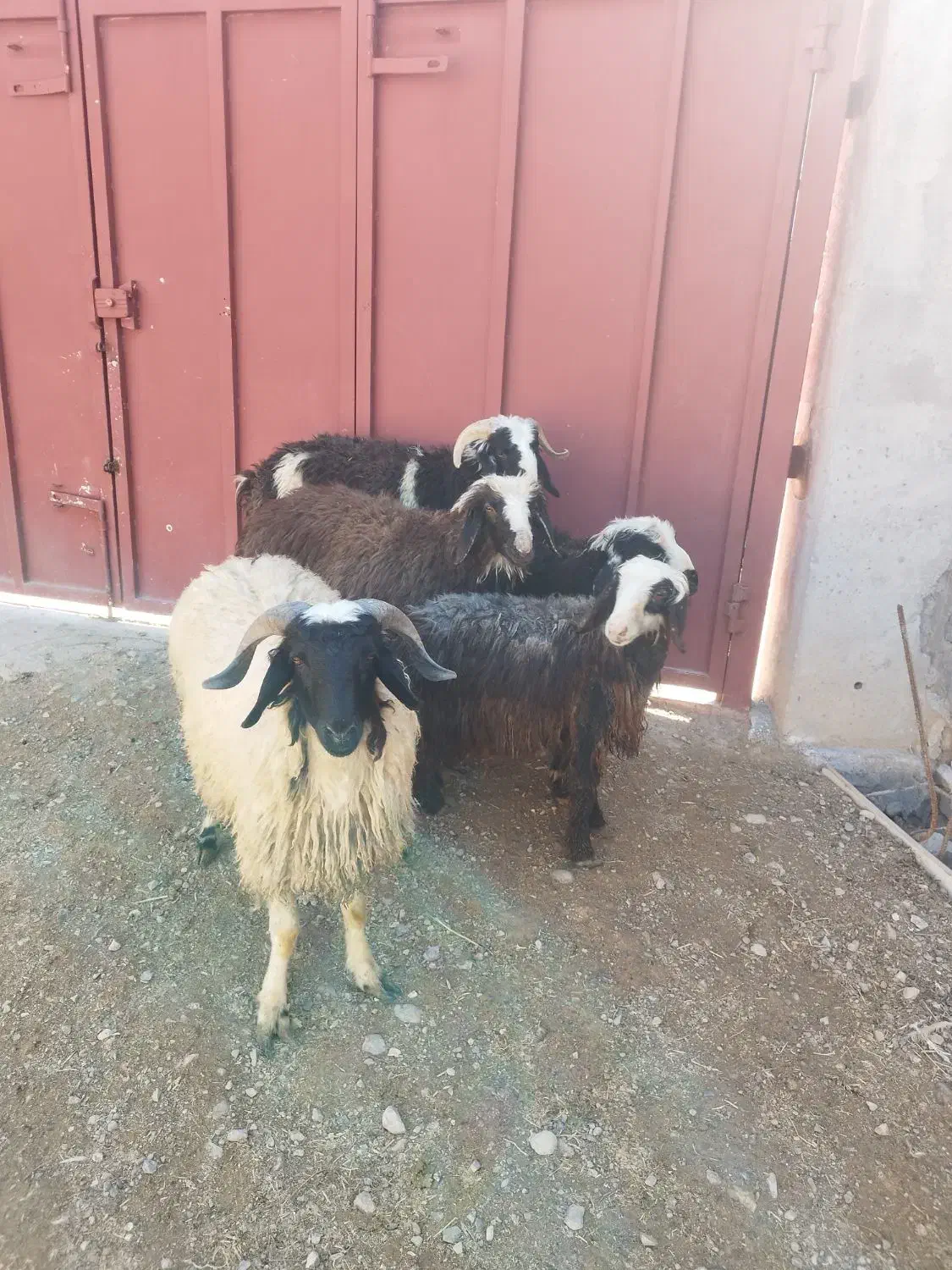 گوسفند پروار|حیوانات مزرعه|مرودشت, زنگی آباد|دیوار