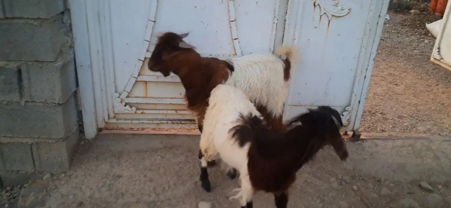 کهره نر و ماده|حیوانات مزرعه|جنت, |دیوار