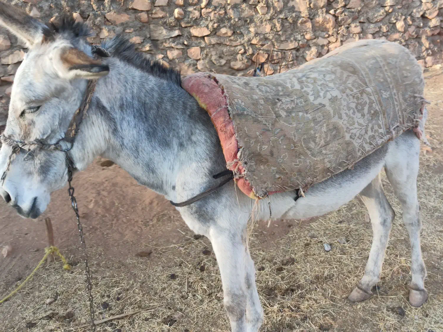 الاغ|حیوانات مزرعه|هلیلان, |دیوار