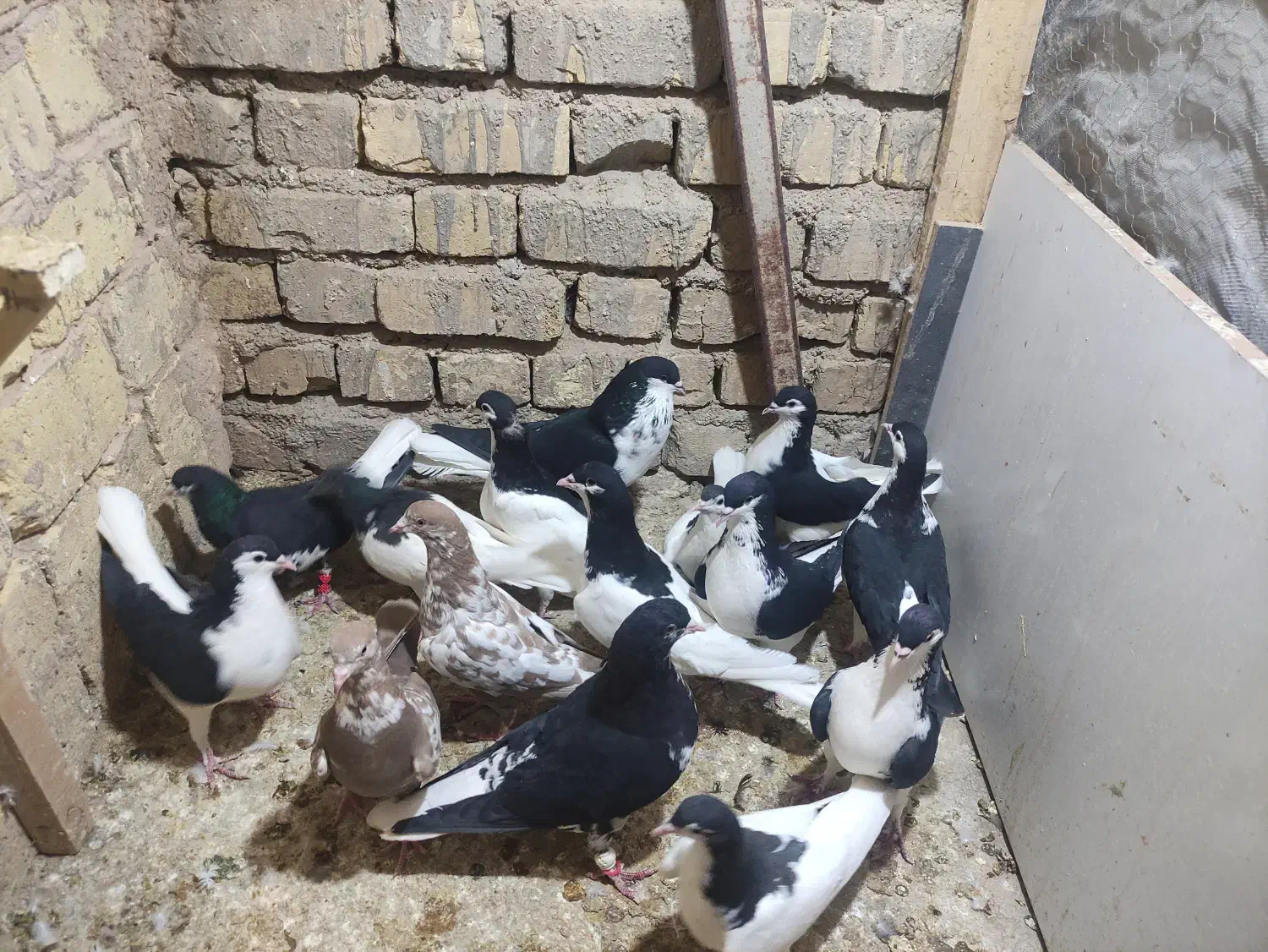 کفتر شهری|پرنده|شیراز, شریف‌آباد|دیوار
