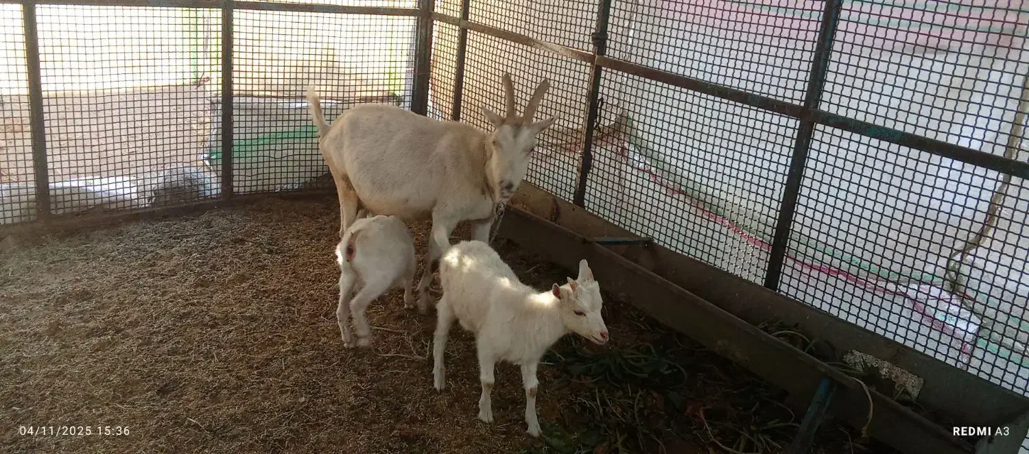 فروشی|حیوانات مزرعه|فریمان, |دیوار