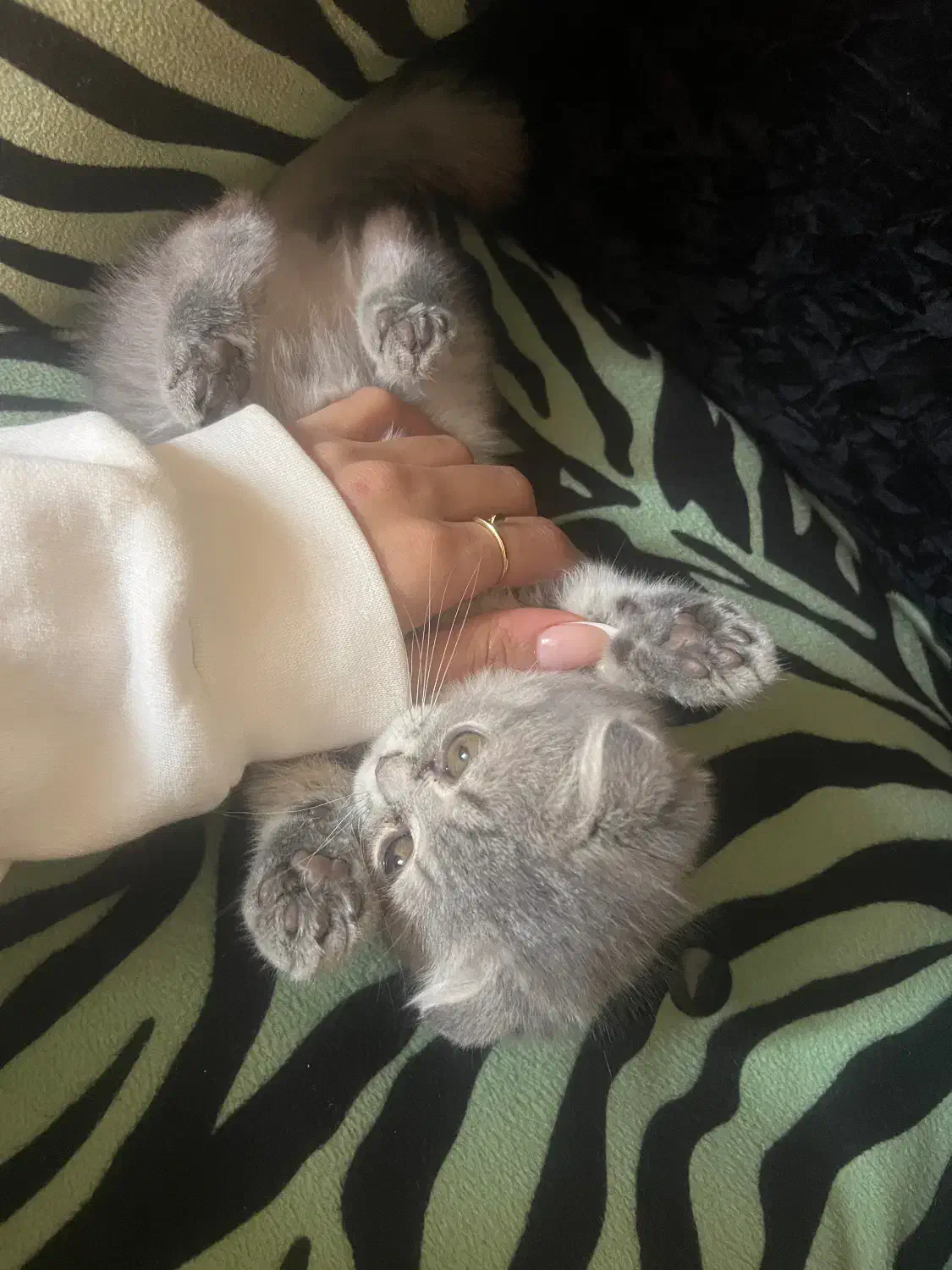 بچه گربه اسکاتیش ۱۳ م + ۴ م وسیله رایگان|گربه|کرمان, |دیوار