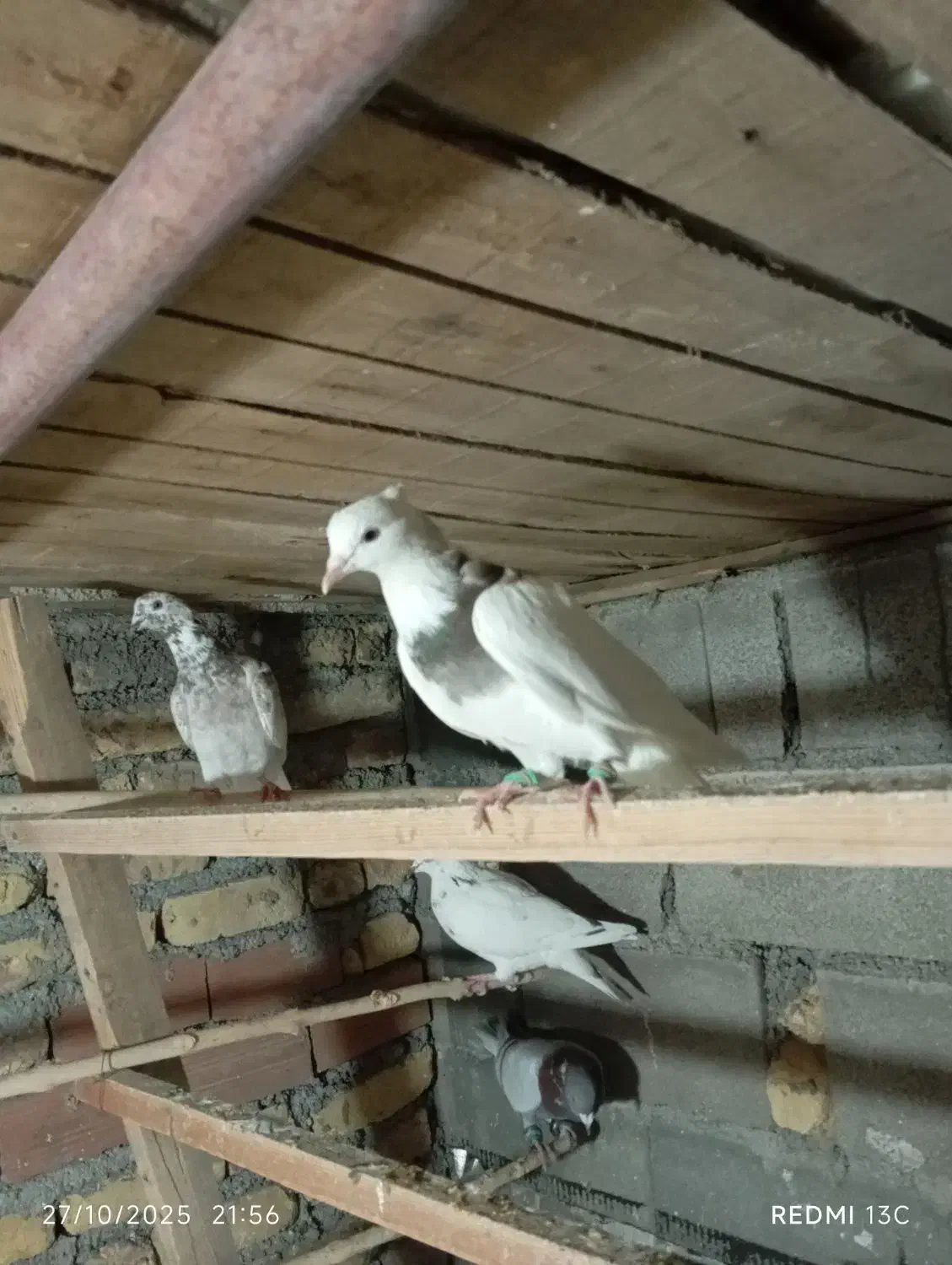 کبوتر طوقی ،دورگ سفید ،کوهی|پرنده|آشخانه, |دیوار