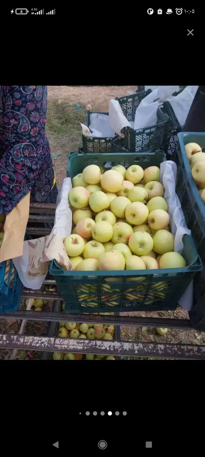 سیب درجه 2 رنگ دار و صاف|خدمات باغبانی و درختکاری|اشنویه, |دیوار