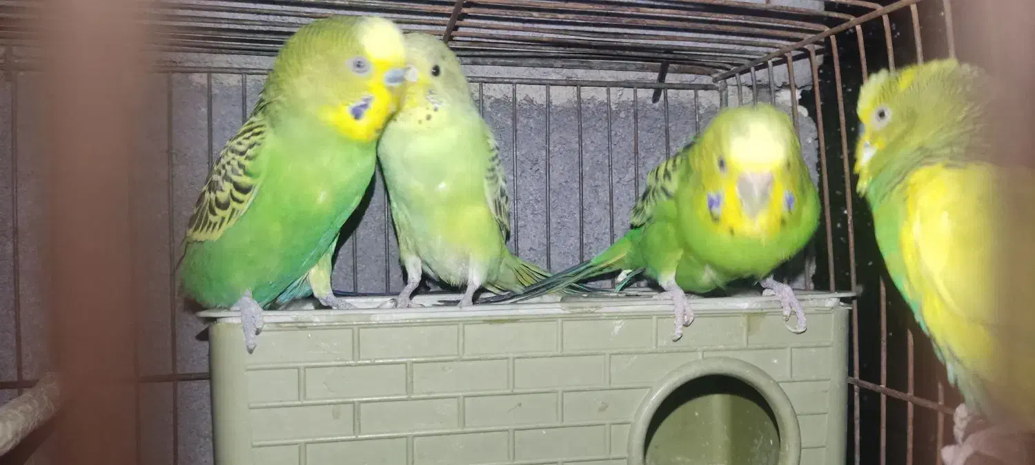 دوجفت مرغ عشق|پرنده|صالح آباد, |دیوار