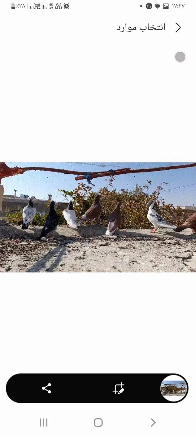 فروش تعدادی کبوتر|پرنده|خرم بید, |دیوار