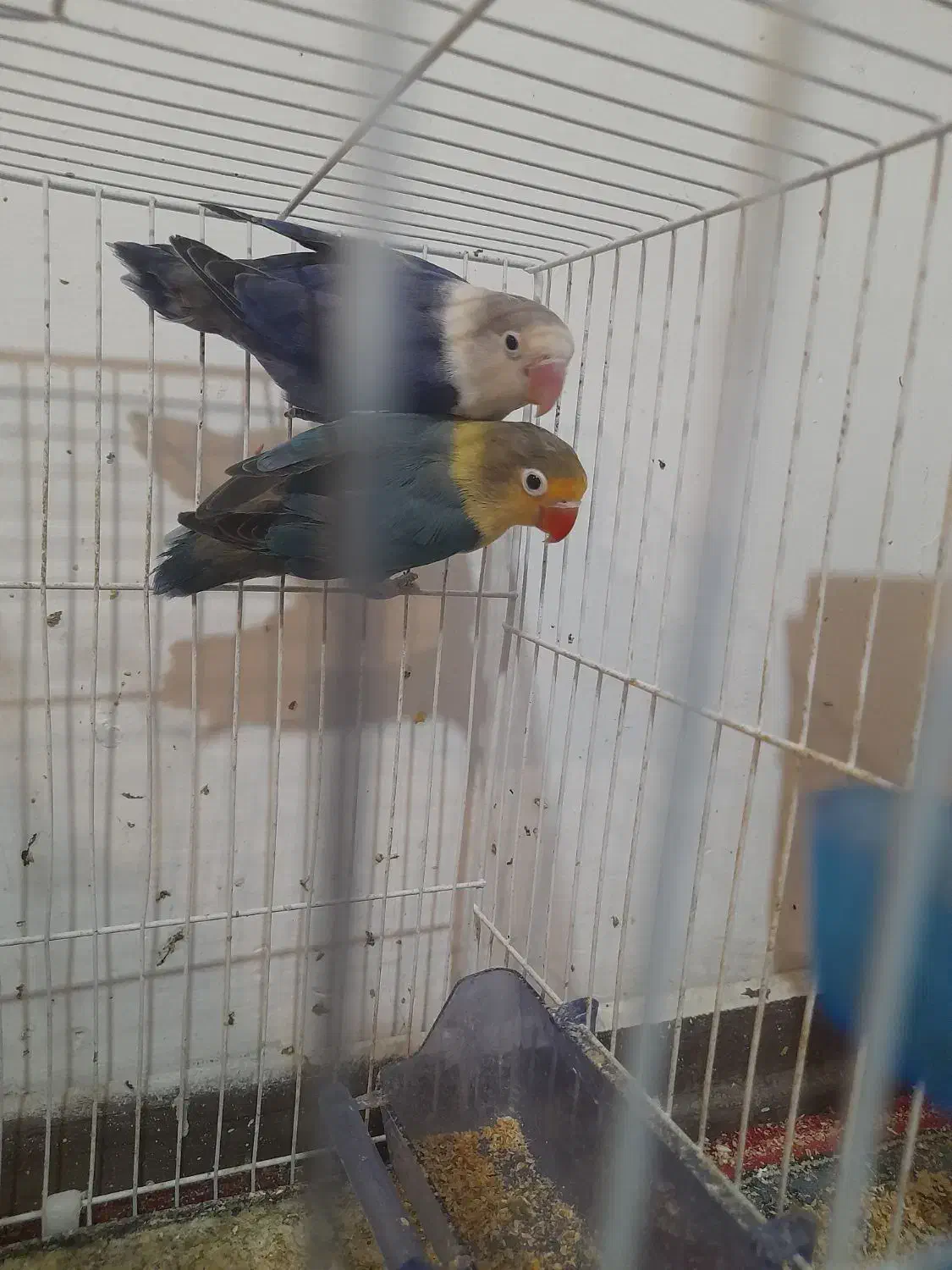 کوتوله بریزیلی|پرنده|مشهد, مشکینی (شهرک غرب)|دیوار