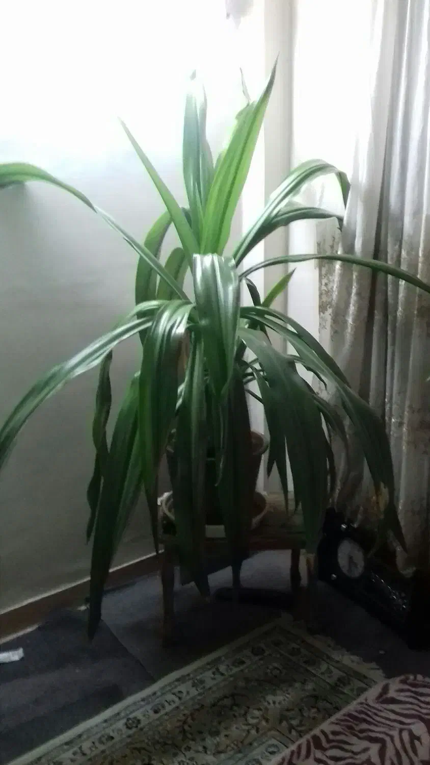 گل طبیعی اشک ملکه|گل و گیاه طبیعی|اصفهان, بهارستان|دیوار