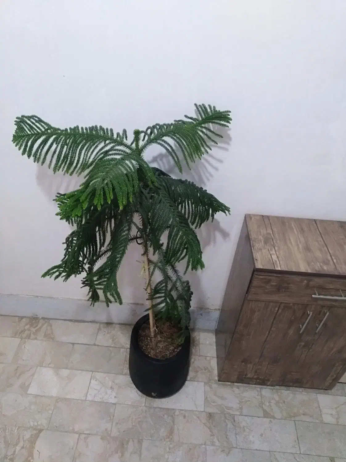 کاج مطبق|گل و گیاه طبیعی|کرمانشاه, |دیوار