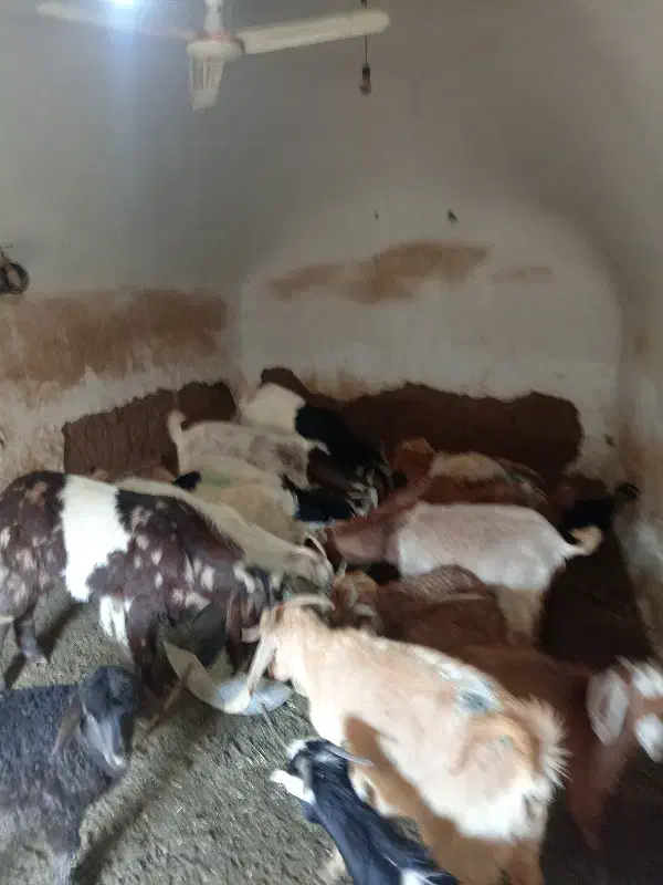 فروش بز زاییده و آبستن|حیوانات مزرعه|سبزوار, قصبه شرقی|دیوار