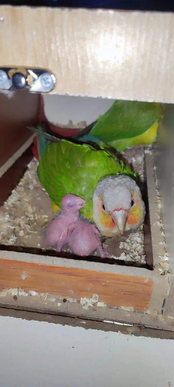 گرینچیک سرلاکی|پرنده|فردیس, شهرک ناز|دیوار