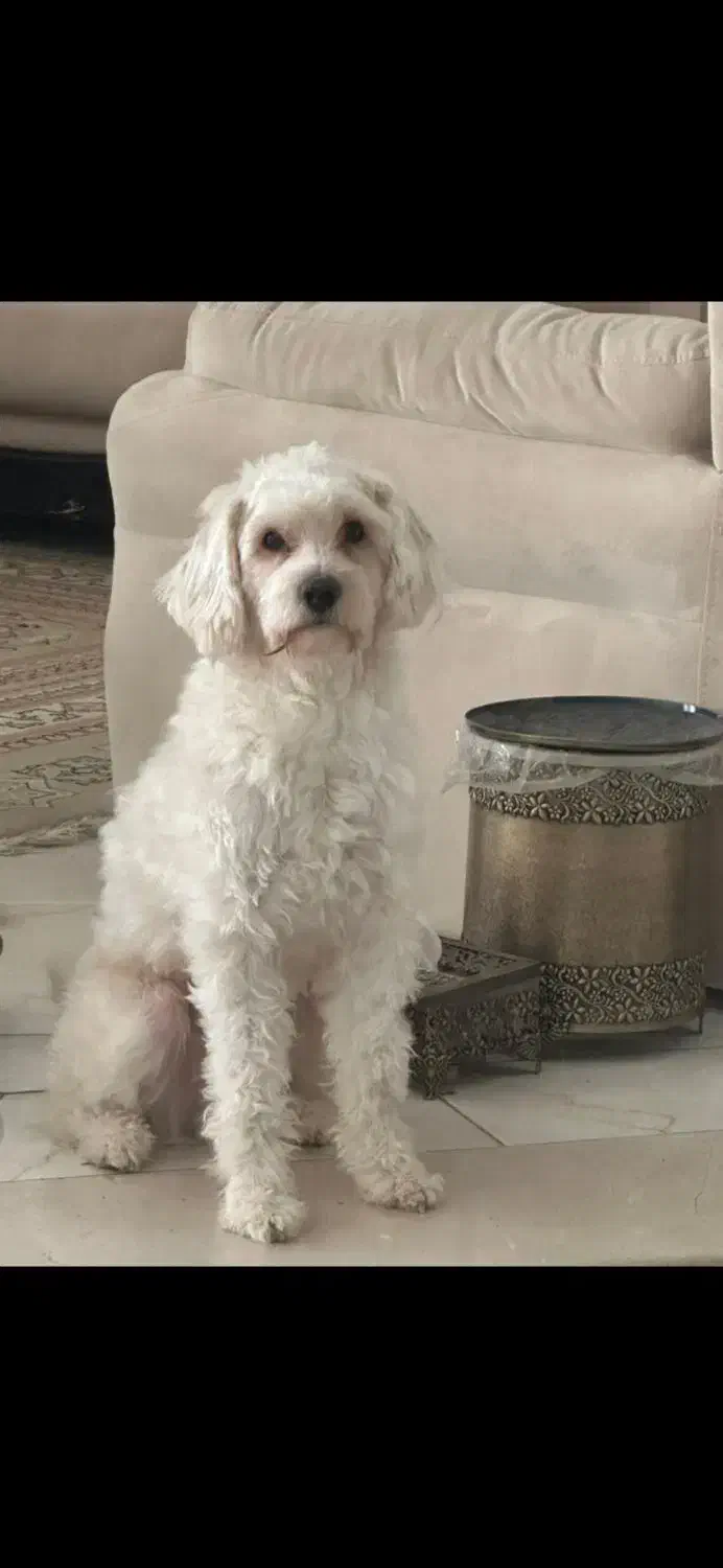 سگ شیتزو تریر و شیتزو کراس|سگ|یزد, |دیوار