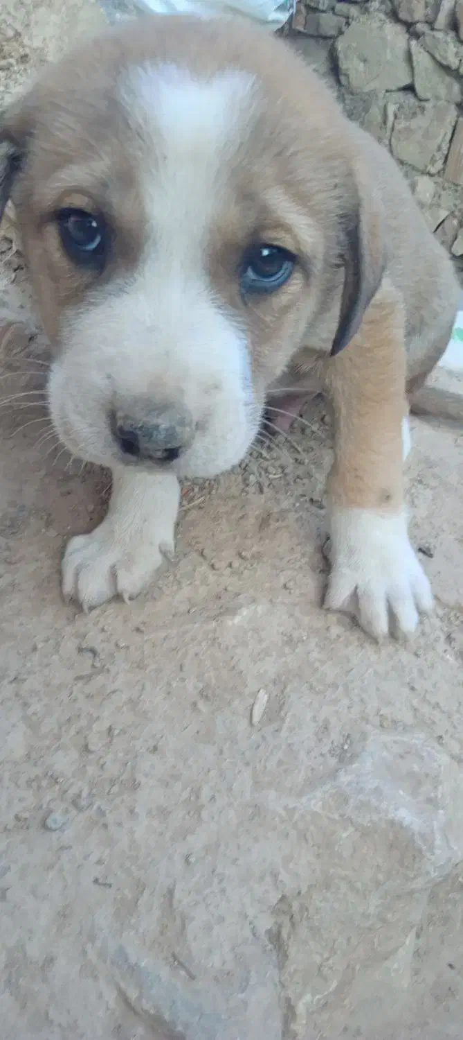 سگ کته|سگ|رامیان, |دیوار