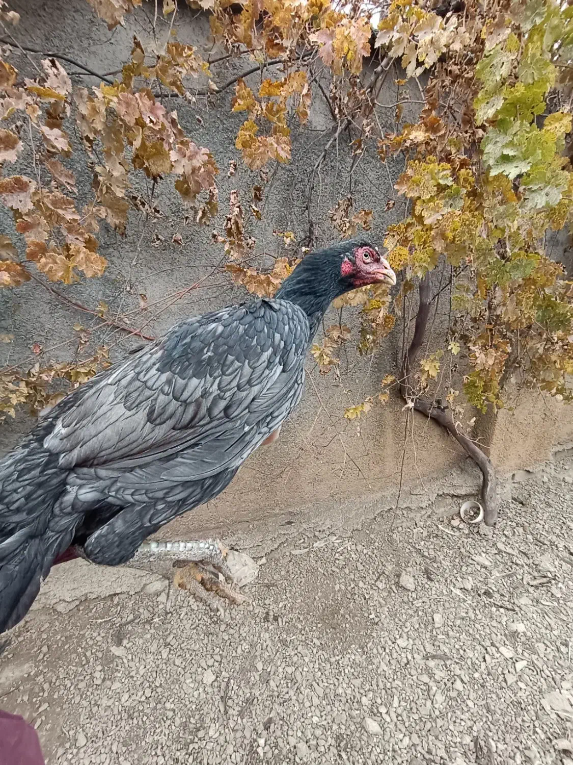 فروش مرغ و خروس لاری|حیوانات مزرعه|مریوان, |دیوار