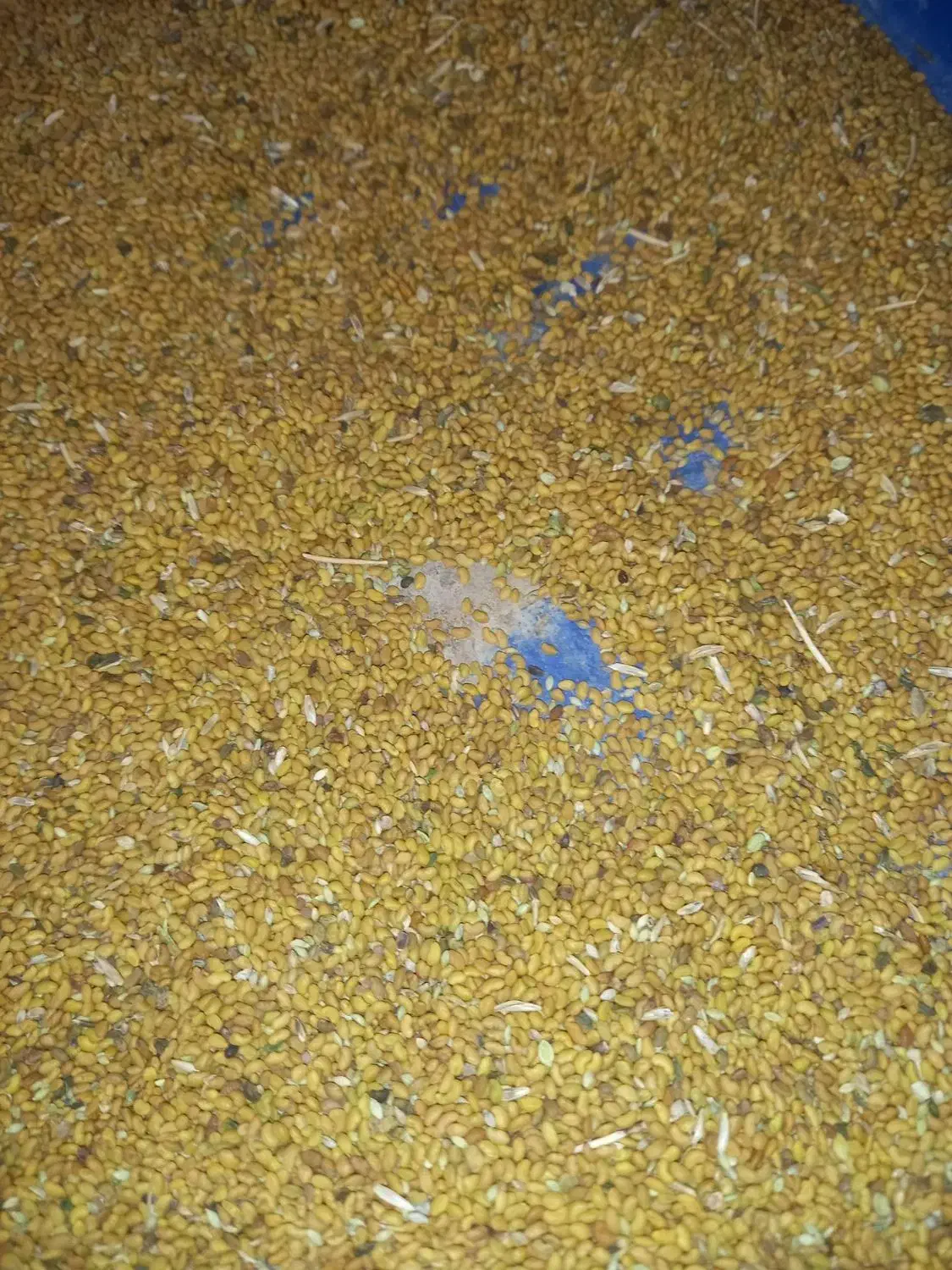 بذر یونجه|خدمات باغبانی و درختکاری|ملایر, |دیوار