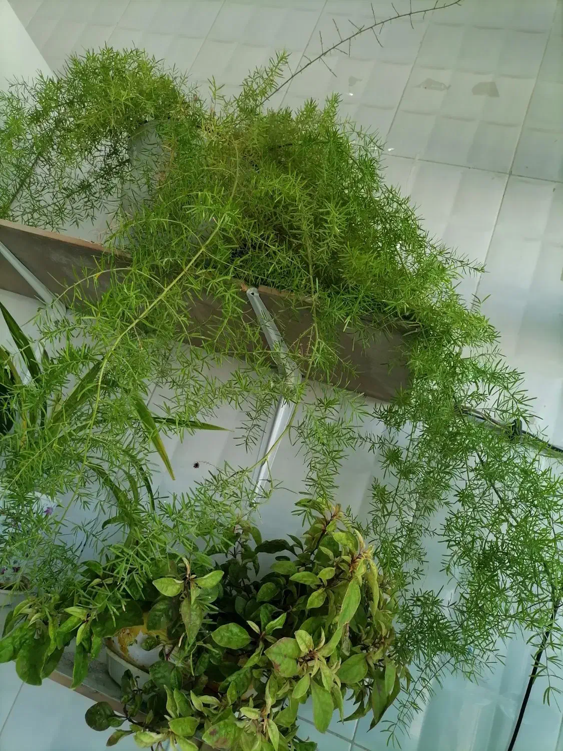 گل شویدی|گل و گیاه طبیعی|نیشابور, گمنام غربی|دیوار