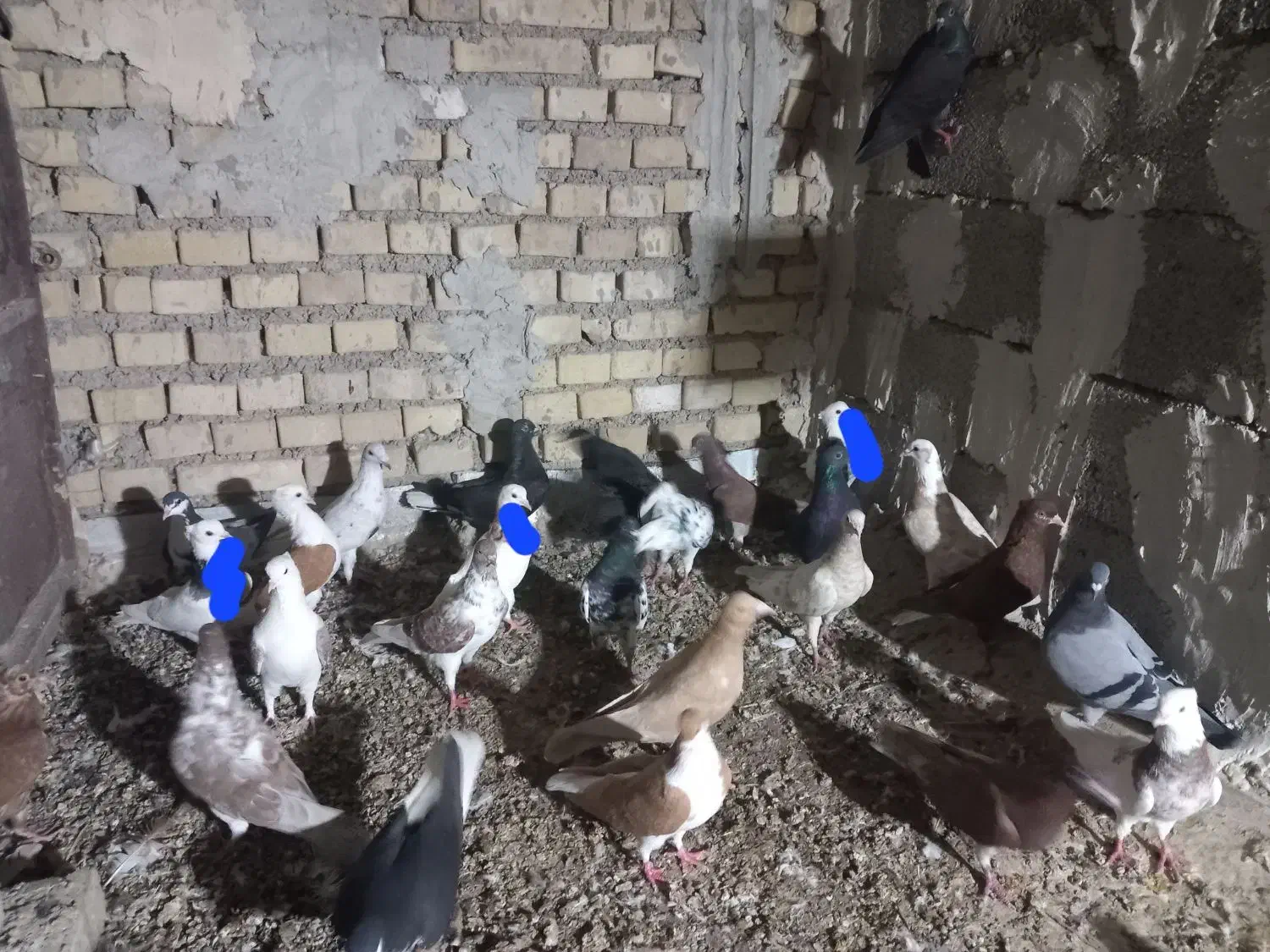 کفتر دوری|پرنده|باوی, |دیوار