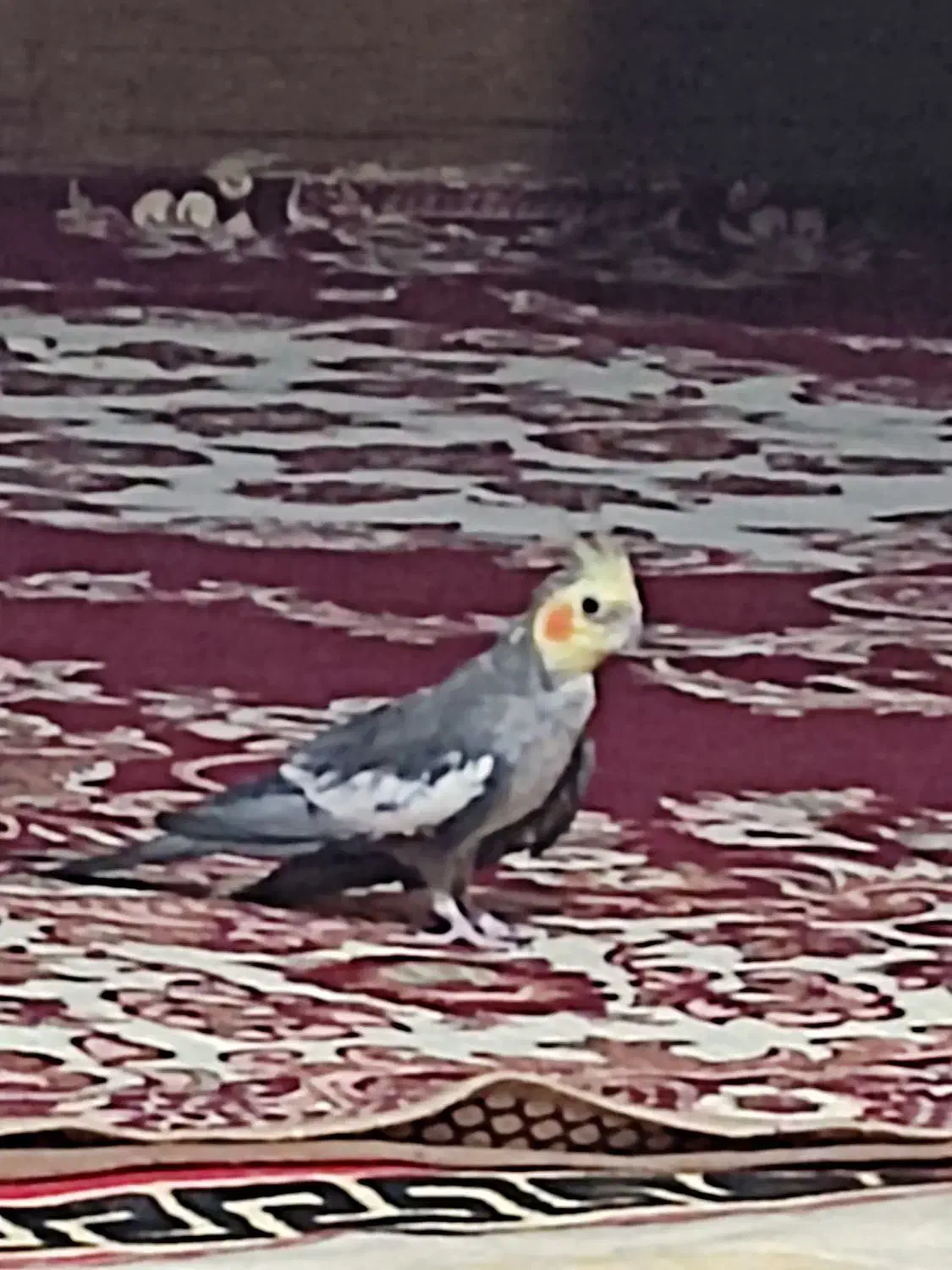 عروس هلندی نر|پرنده|اقبالیه, |دیوار