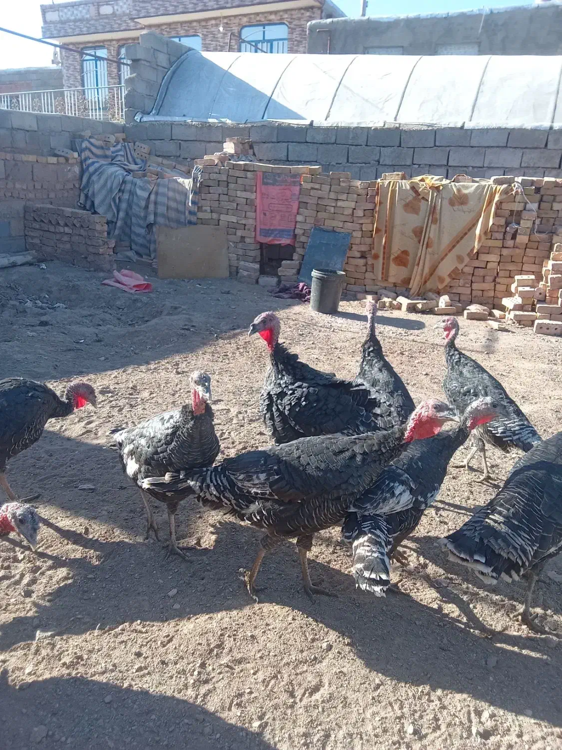 بوقلمون نر و ماده|حیوانات مزرعه|نیشابور, خط کاشمر|دیوار