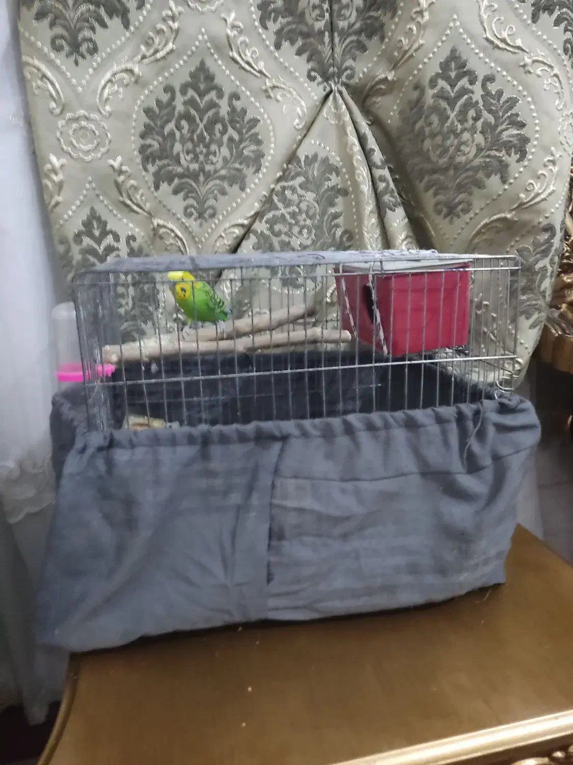 مرغ عشق نرباقفس نوبالانه فروش فوری نیازمالی|پرنده|اقبالیه, |دیوار