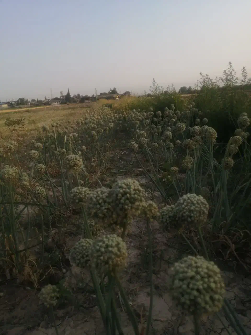 بذر پیاز|خدمات باغبانی و درختکاری|گرگان, |دیوار