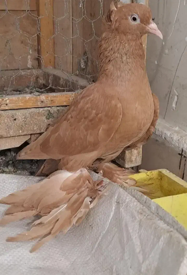 کفتر  زردی سرور سرکه‌ای راعبی|پرنده|شهریار, شهرک عباس پور|دیوار