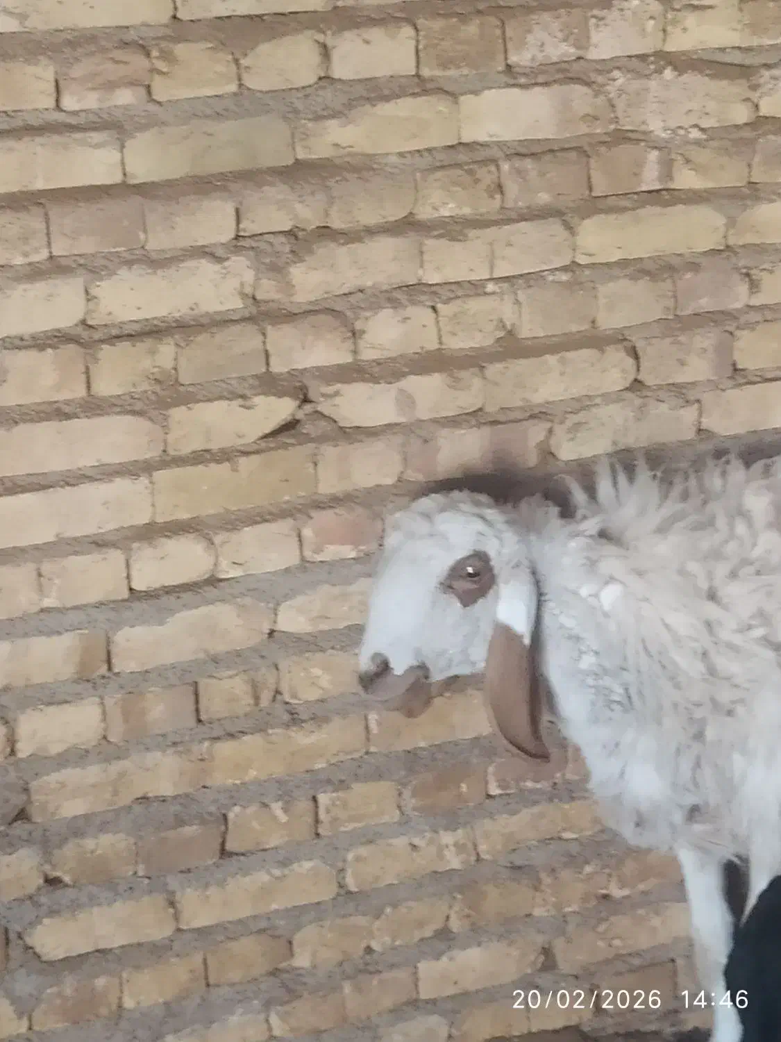 میش|حیوانات مزرعه|یزد, |دیوار