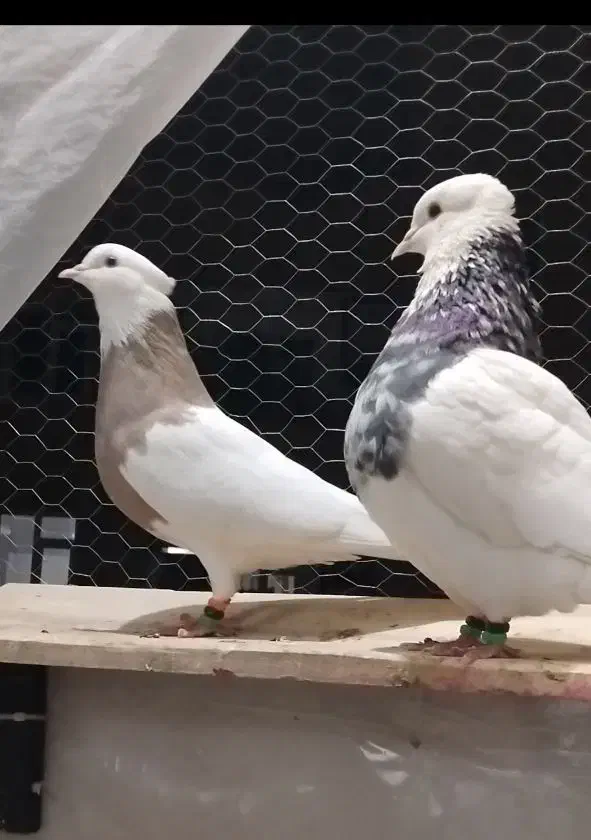 طوقی ، کبوتر ، پرنده|پرنده|پاکدشت, پاکدشت (مامازند)|دیوار