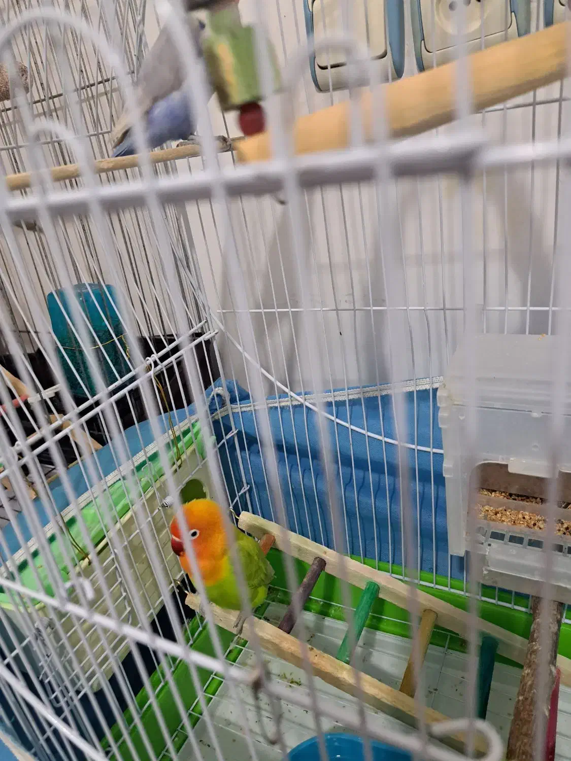 طوطی کوتوله برزیلی|پرنده|سلطانیه, |دیوار