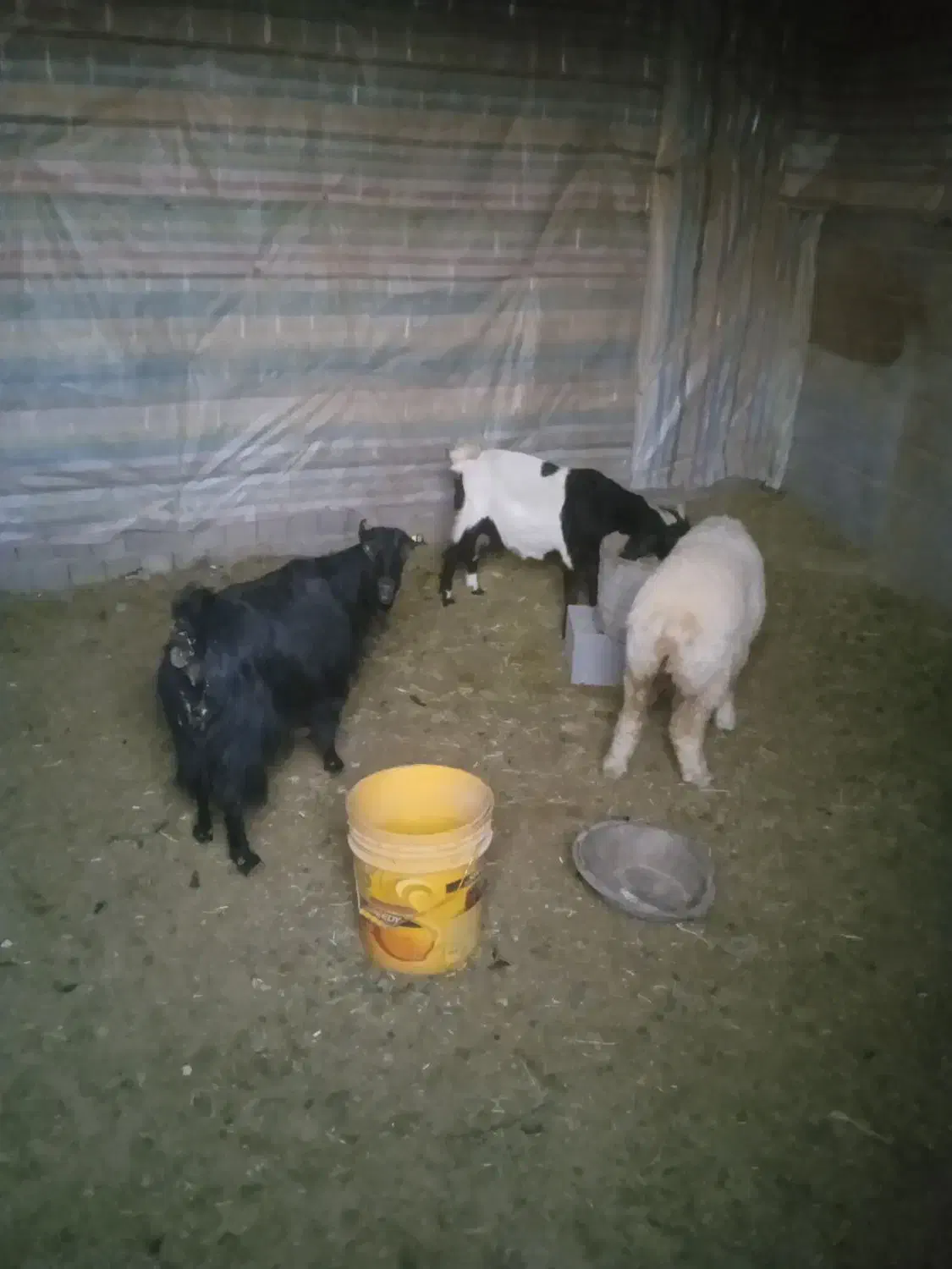 بزوکهره وبره|حیوانات مزرعه|خرم بید, |دیوار