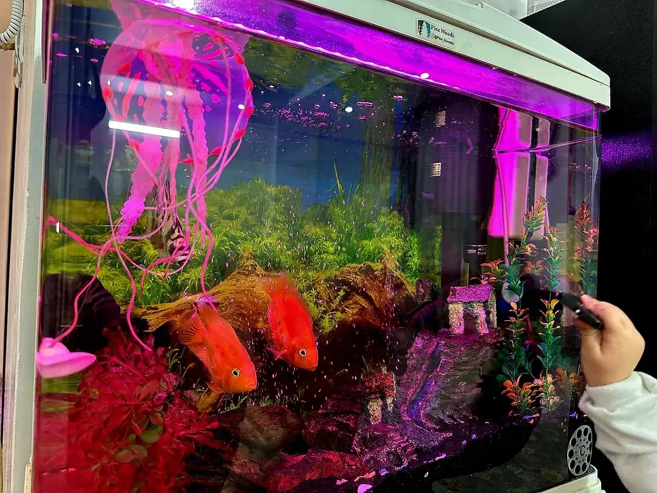 ماهی|ماهی|پاکدشت, پاکدشت (مامازند)|دیوار