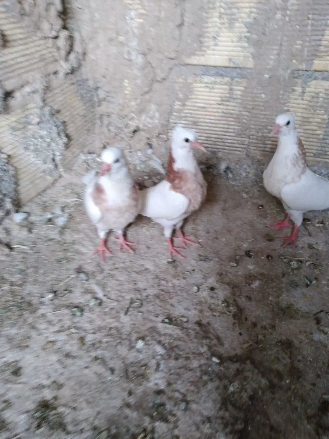 جوجه طوقی|پرنده|مبارکه, |دیوار