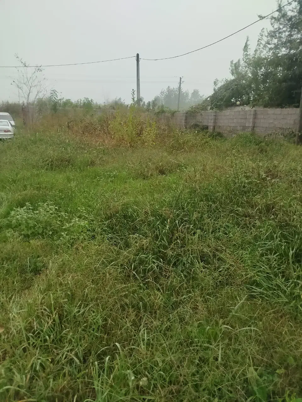 چمنزنی علفزنی با دستگاه|خدمات باغبانی و درختکاری|لاهیجان, بازکیاگوراب|دیوار