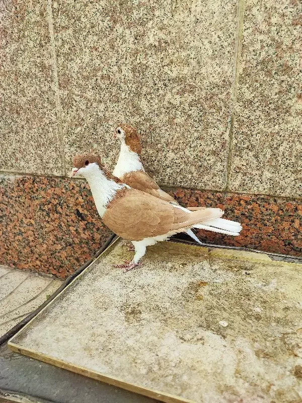 جفت بدرنگ خوشرنگ کاکلی زرد پشت کبوتر دمگیر شیرازی|پرنده|لنجان, |دیوار