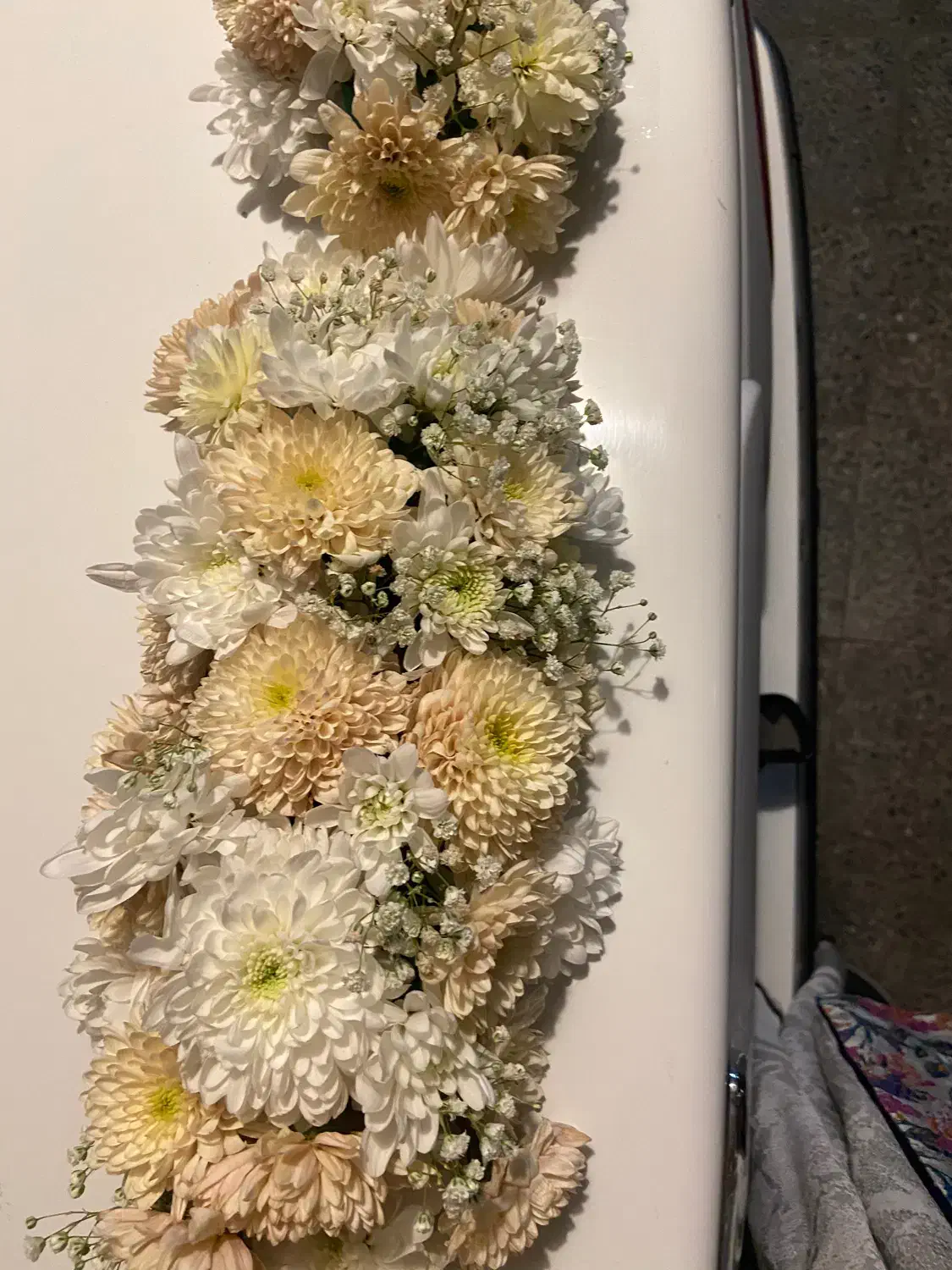 گل ماشین عروس|گل و گیاه طبیعی|اصفهان, پوریای ولی|دیوار