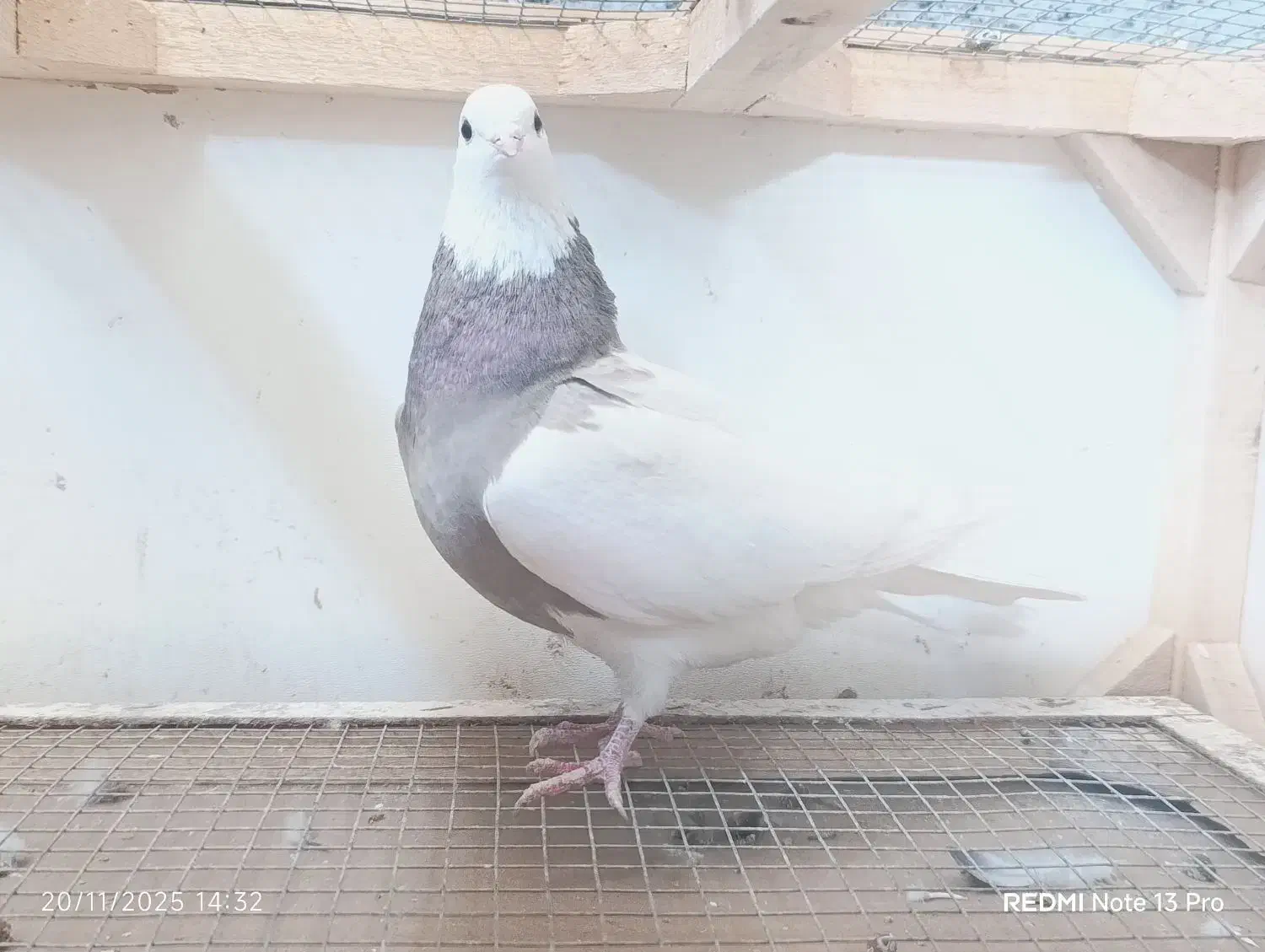 رنگی بهبهانی سینه طوقی|پرنده|شیراز, تندگویان|دیوار