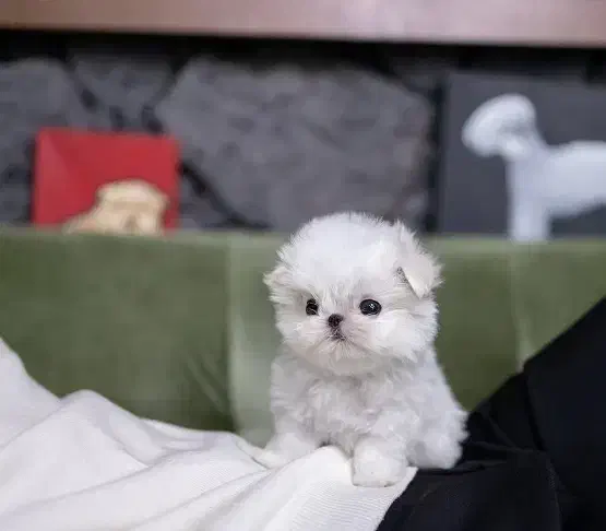 کراس|سگ|رشت, بلوار گیلان|دیوار