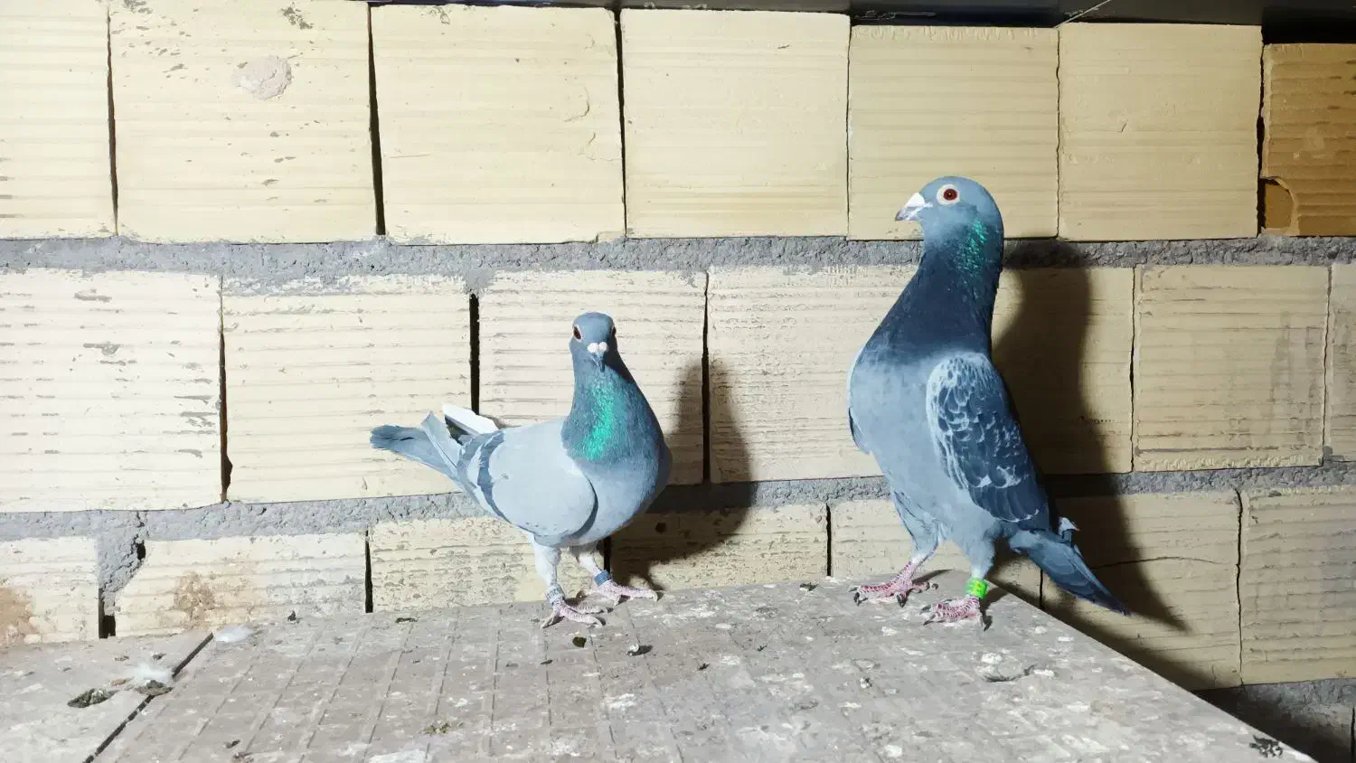 کفتر|پرنده|یزد, |دیوار