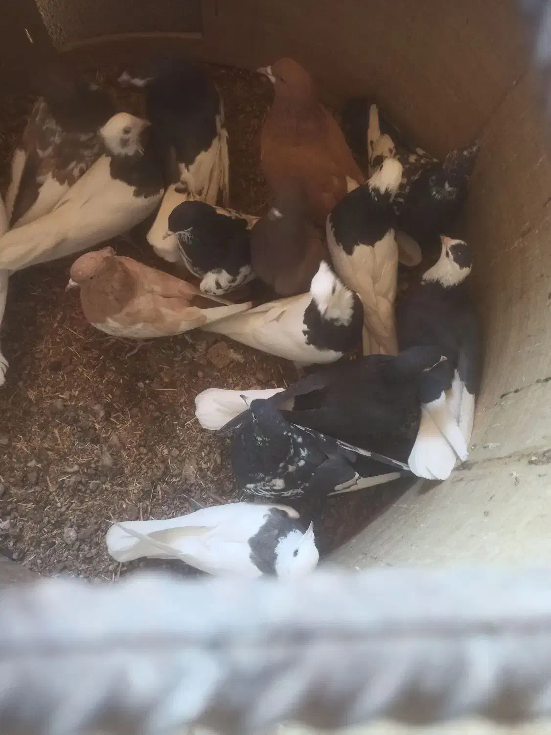 کبوتر دسته|پرنده|سپیدان, |دیوار